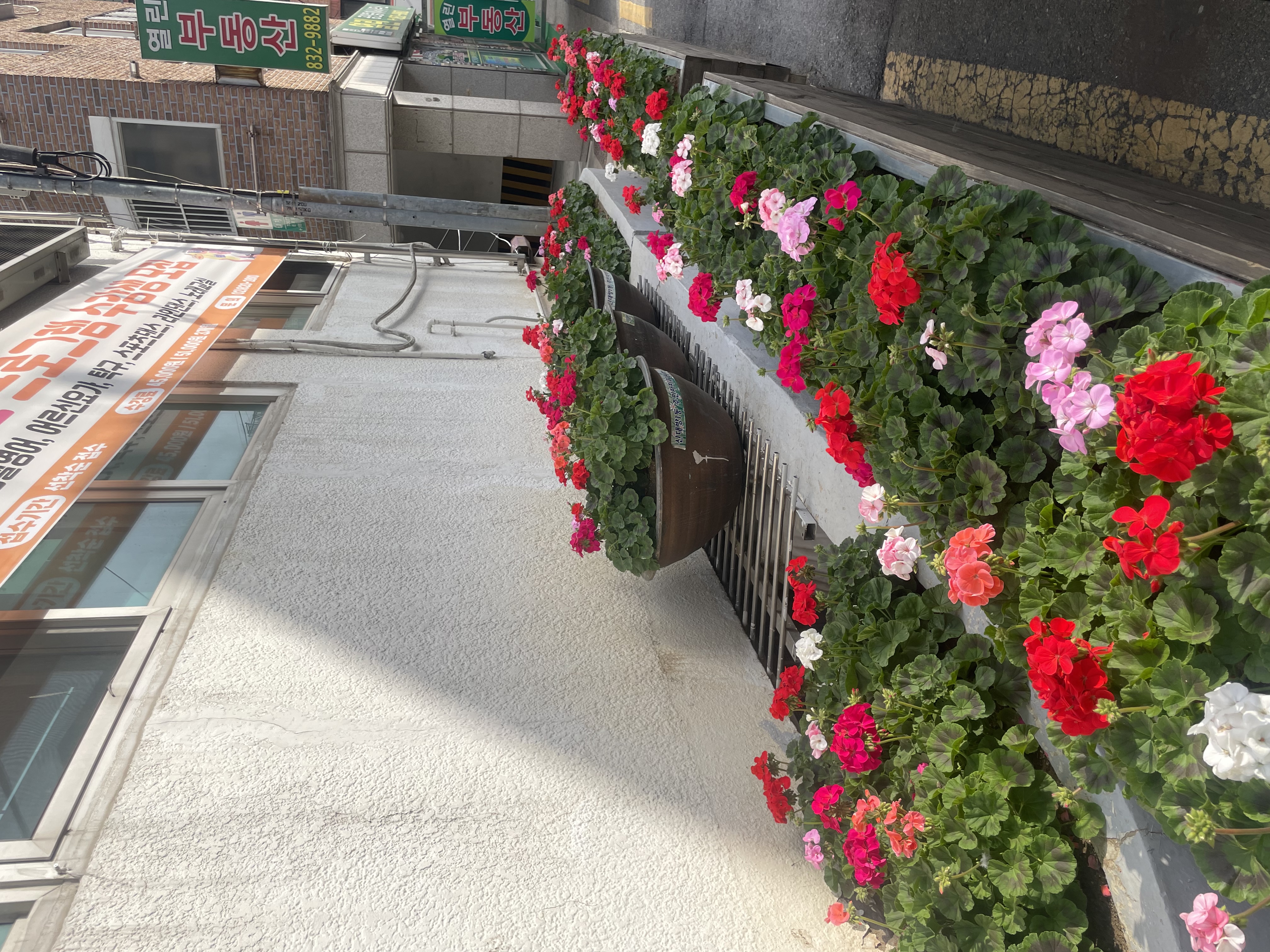 우리동네 꽃길조성(4).jpg