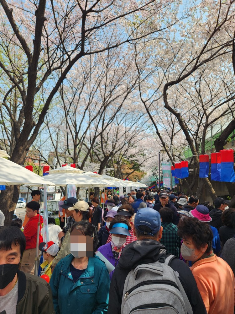 벚꽃축제 7.jpg