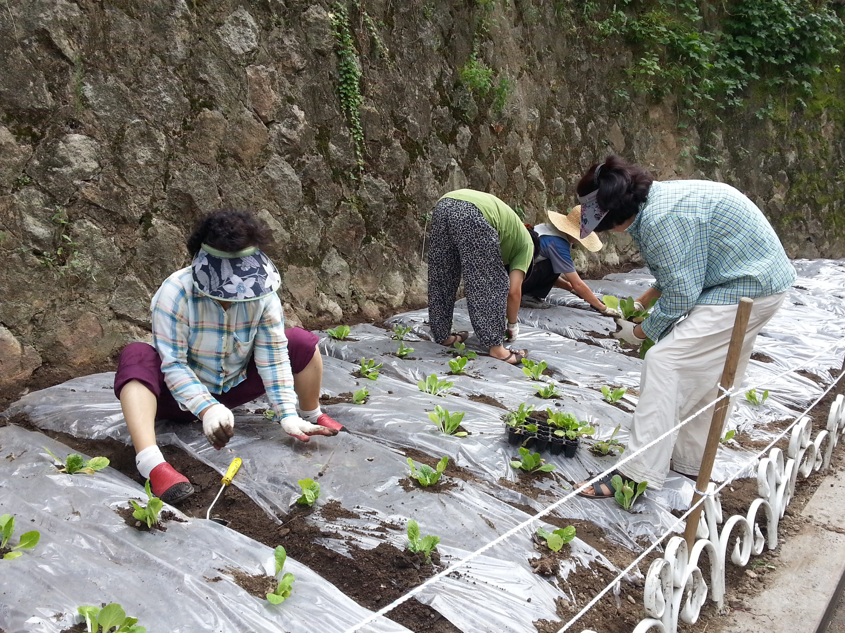 20130827_배추파종 (6).jpg