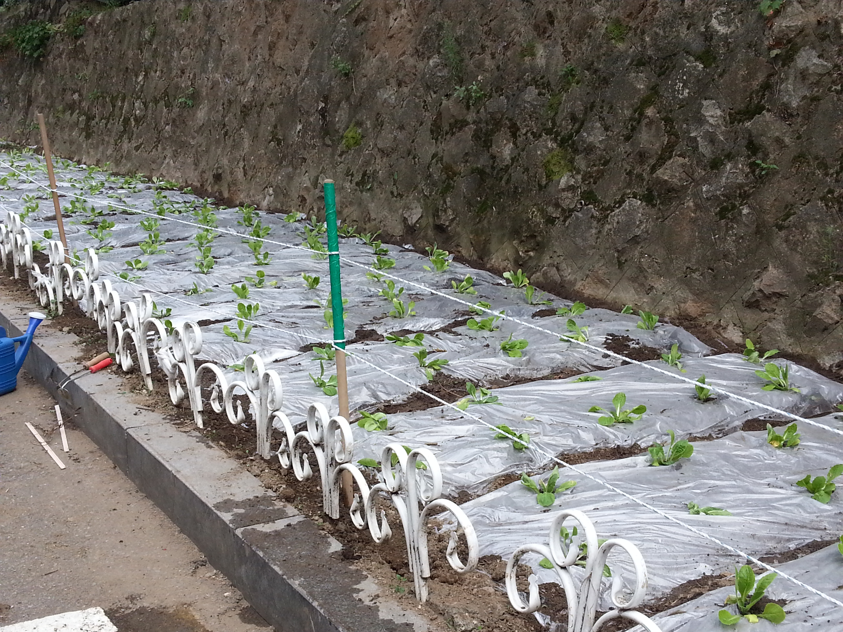 20130827_배추파종 (10).jpg