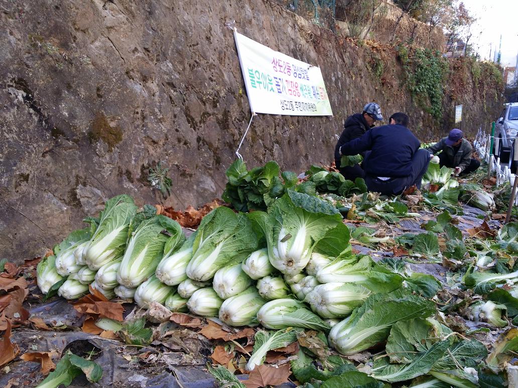 20131121 배추수확 (1).jpg