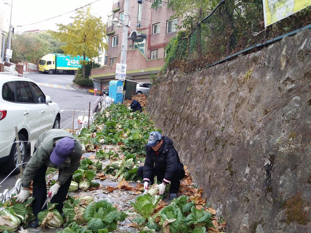 20131121 배추수확.jpg