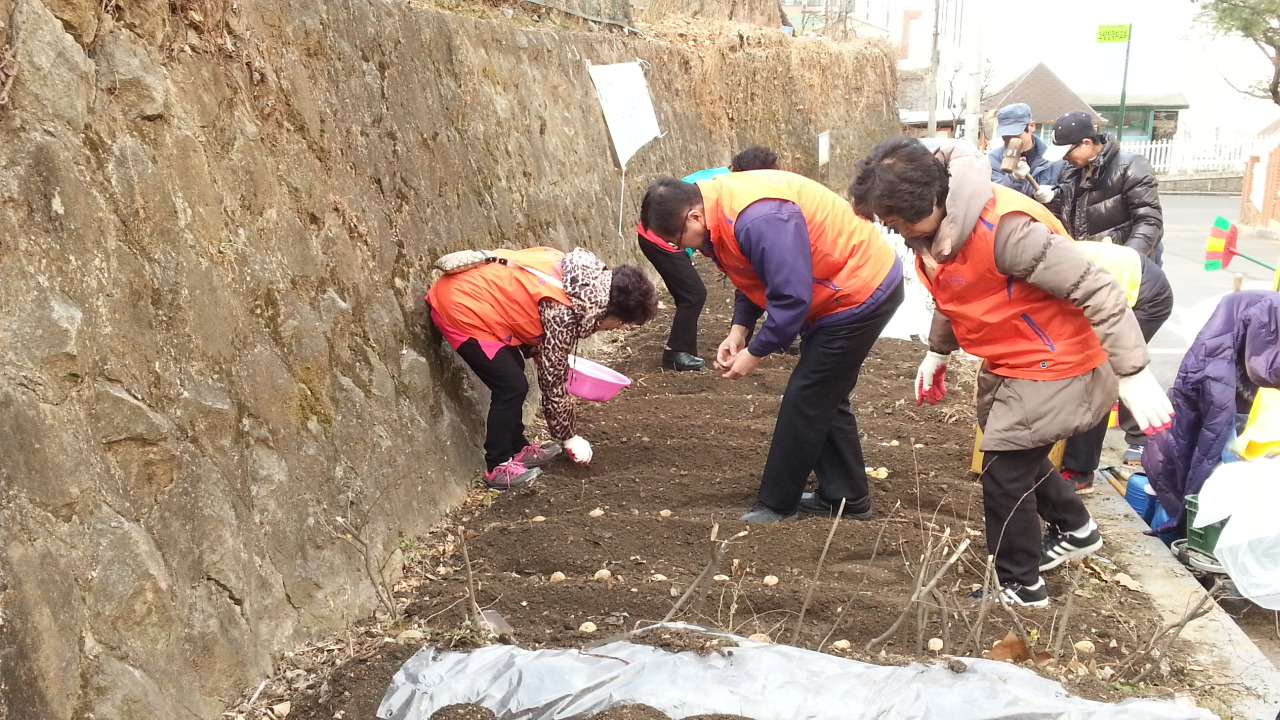 20140311 사랑의감자심기 (16).jpg