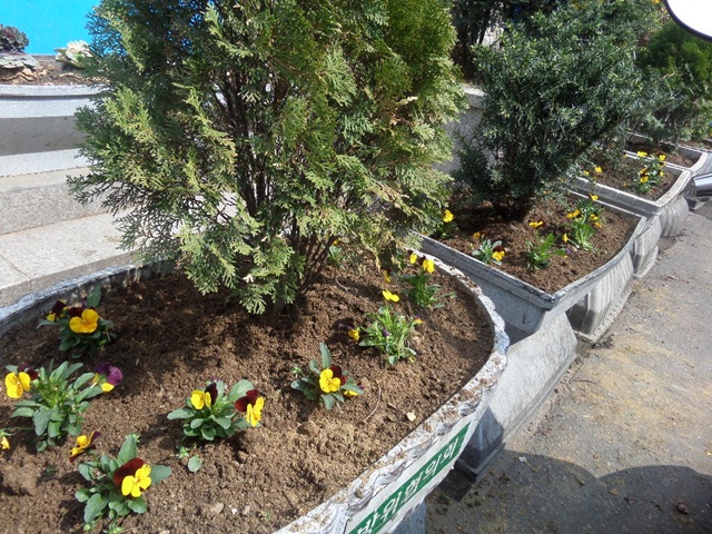 2015.4.8. 꽃길 조성 (50).JPG