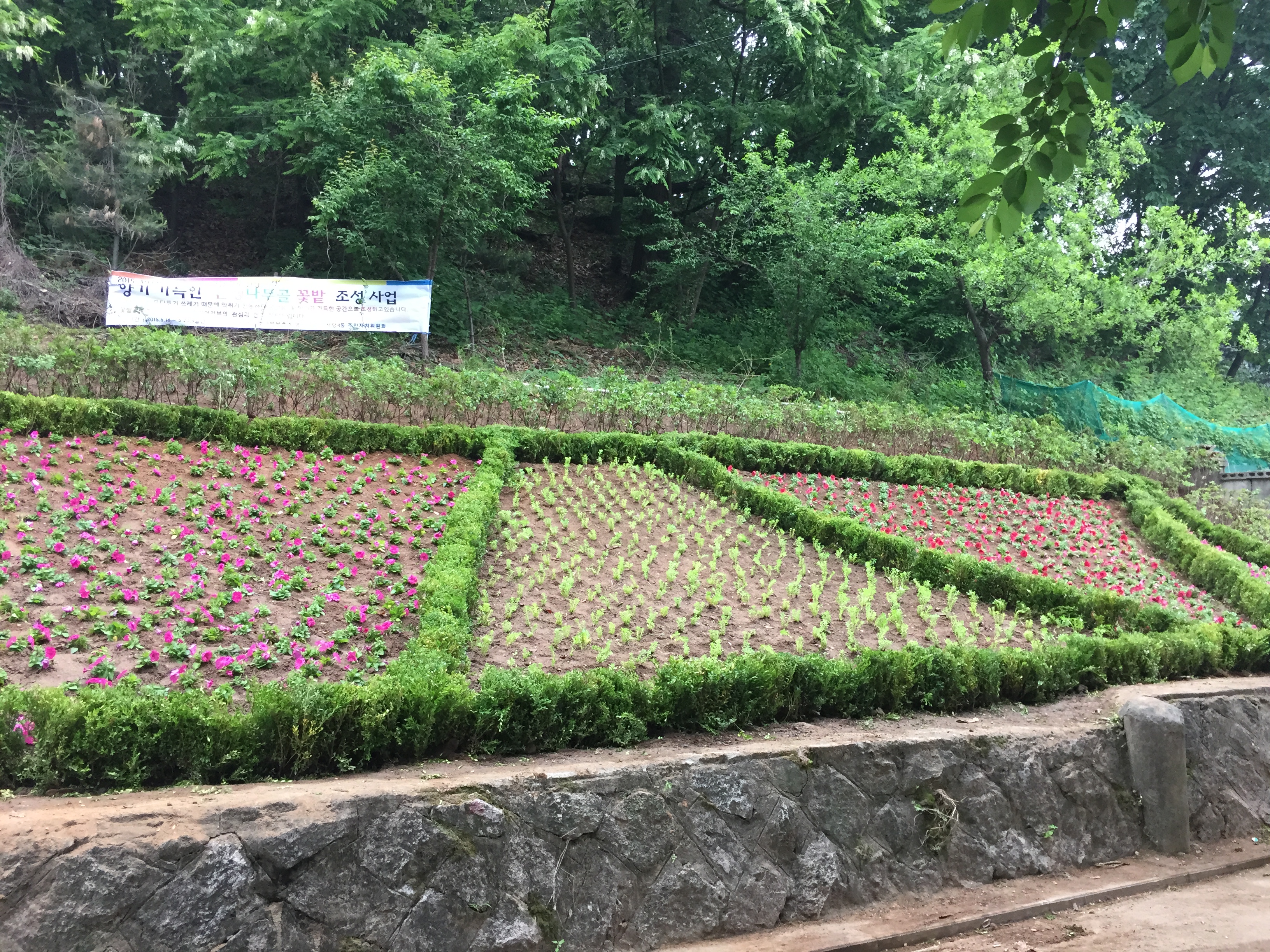 은행나무골 꽃밭-조성후2.JPG