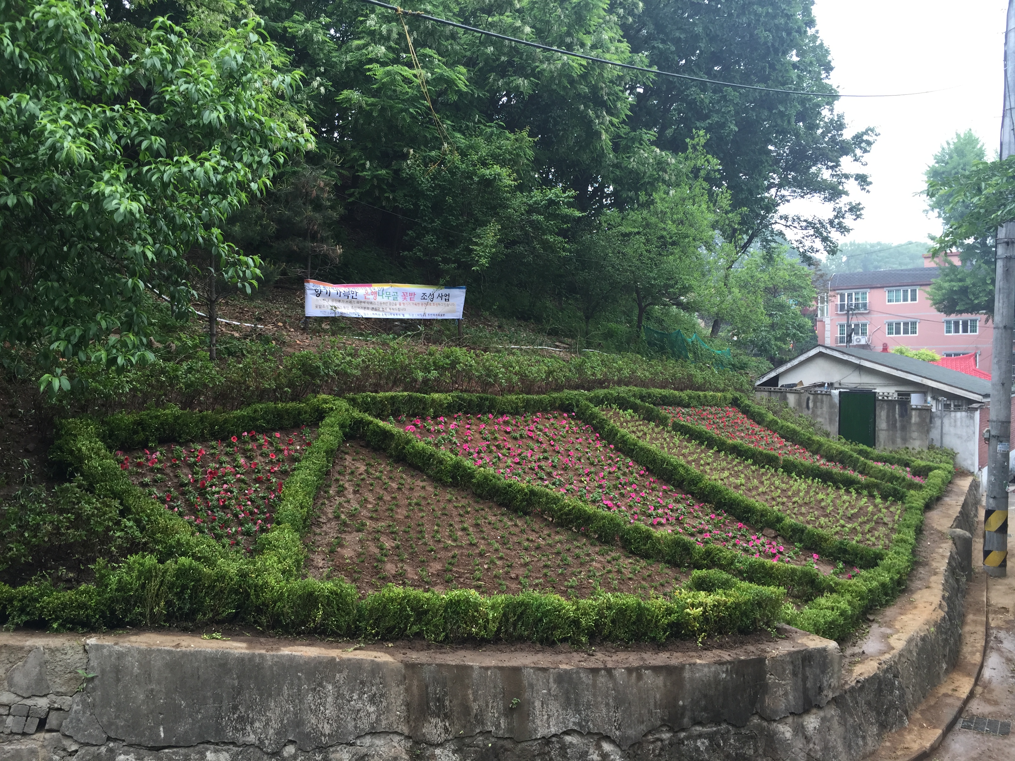 은행나무골 꽃밭-조성후1.JPG